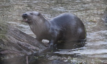 Otter, Santon Downham 18th Februa