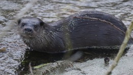Otter, Santon Downham 18th February