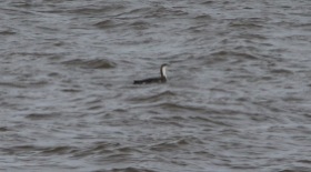 Red-throated Diver, Salthouse 28th January