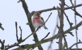 Lesser Redpoll, Cockley Cley 18th March