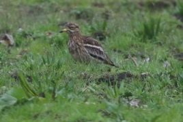 Stone Curlew, Cockley Cley, 29th April