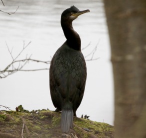 Shag, Cockley Cley 22nd March
