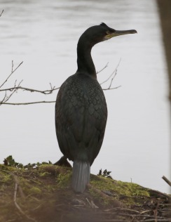 Shag, Cockley Cley 22nd March