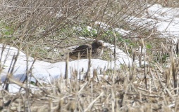 Stone Curlew, Great Cressingham, 19th March