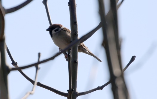 Tree Sparrow, Great Cressingham, 19th March