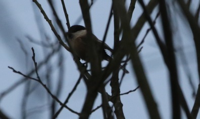 Willow Tit, 6th March