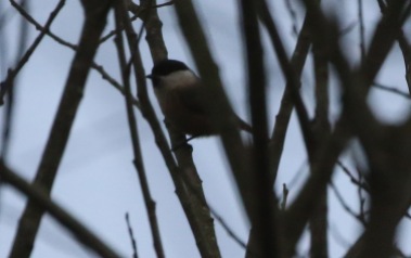 Willow Tit, 6th March