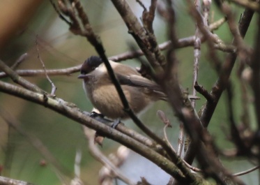 Willow Tit, Cockley Cley, 26th March