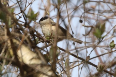 Willow Tit, Cockley Cley, 26th March