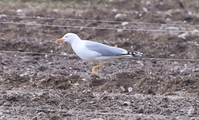 Yellow-legged Gull, Cockley Cley 2nd April
