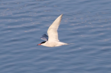 Common Tern, Cockley Cley 15th July