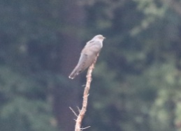 Cuckoo, Thetford Forest, 29th June