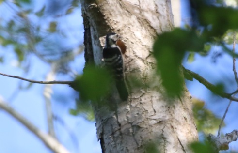 female Lesser-spotted Woodpecker, May
