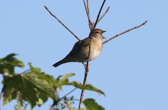 Garden Warbler, Cockley Cley, 14th May