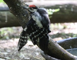 Great-spotted Woodpecker, Thetford Forest, 29th June