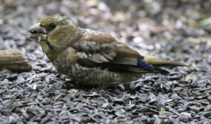 immature female Hawfinch, 29th June