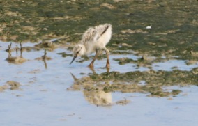 Avocet, Titchwell 18th July