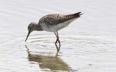 Lesser Yellowlegs, Titchwell 18th July