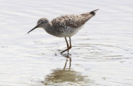 Lesser Yellowlegs, Titchwell 18th July
