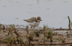 Little Ringed Plover, Cley, 27th August