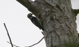 female Lesser-spotted Woodpecker, May