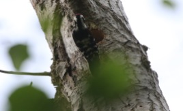 male Lesser-spotted Woodpecker, May