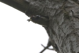 Lesser-spotted Woodpecker, 14th May
