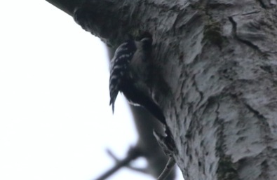 male Lesser-spotted Woodpecker, May