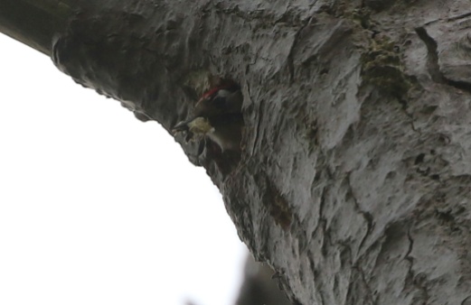 Lesser-spotted Woodpecker, 14th May