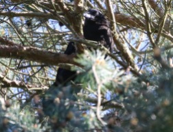 Raven, immature, 19th May