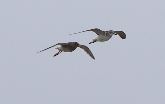 Redshank and a Greenshank, Cley, 27th August