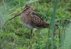 Snipe, Cley, 27th August