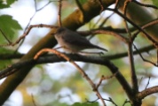 Spotted Flycatcher, Cockley Cley 7th May