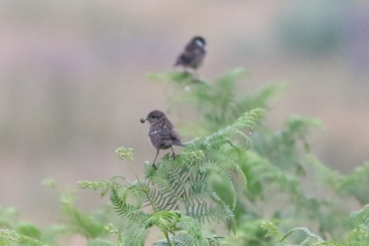 Stonechat, Thetford Forest, 29th June