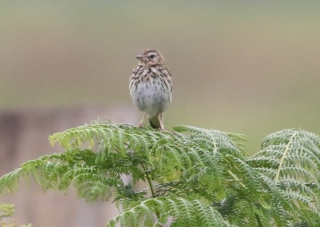 Tree Pipit, Thetford Forest, 29th June