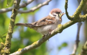Tree Sparrow, Cockley Cley 23rd May