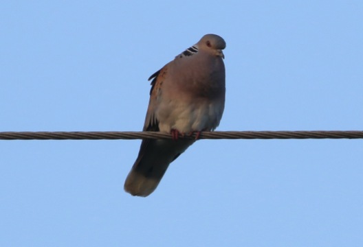 Turtle Dove, Narborough, 17th May
