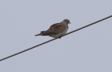 Turtle Dove, Narborough 14th May