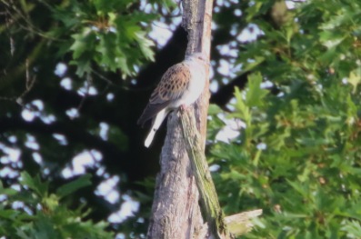Turtle Dove, Thetford Forest 24th June