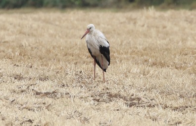 White Stork, Hembsy 16th August