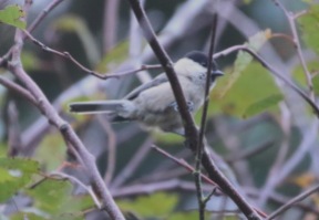Willow Tit, Cockley Cley 26th August