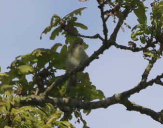 Willow Warbler, Cockley Cley 12th May