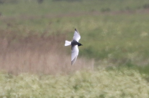 White-winged Black Tern, Burnham Overy, 24th May