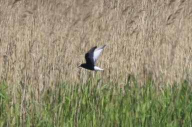 White-winged Black Tern, Burnham Overy, 24th May