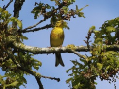 Yellowhammer, Cockley Cley 12th May
