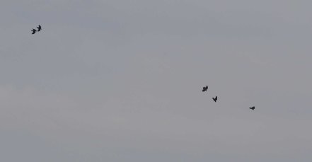 4 Raven, Cockley Cley 7th October
