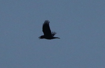 Raven, 28th December