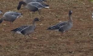 Tundra Bean Goose, pair of adults, Fring, 28th December