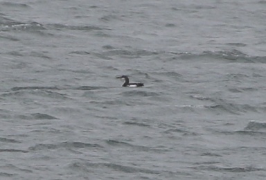 Black-throated Diver, Titchwell, 1st December