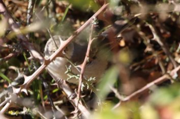 Barred Warbler, Burnham Overy Dunes, 28th October
